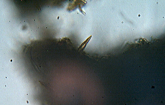 Funghi da dieci centesimi